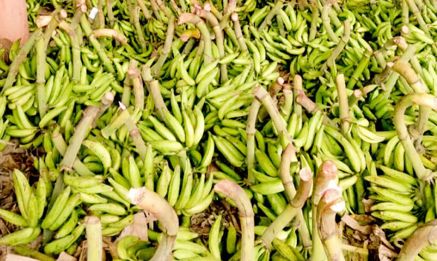 വി​പ​ണിയിൽ ഓണമേളം; സജീവമായി പഴം-പച്ചക്കറി വിപണി