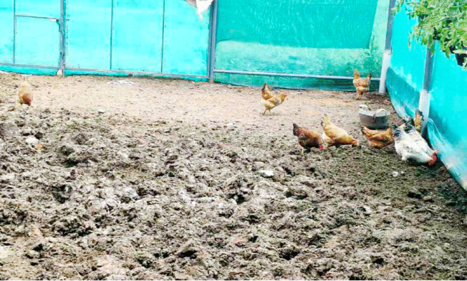 ചാ​ണ​ക​ത്തി​ൽ കോ​ഴി​ക​ളെ വ​ള​ർ​ത്തു​ന്ന രീ​തി വ​ൻ വി​ജ​യം