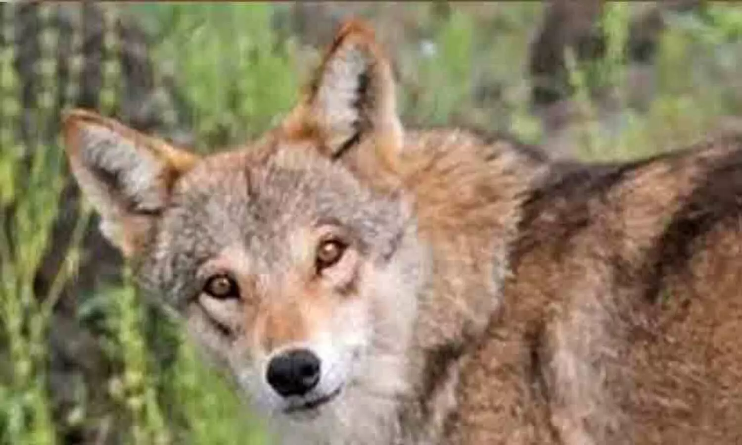 മനുഷ്യരെ തിന്നുന്ന ചെന്നായ്ക്കൾ പെരുകുന്നു; ഭീതിയിൽ ഉത്തരേന്ത്യൻ ഗ്രാമങ്ങൾ