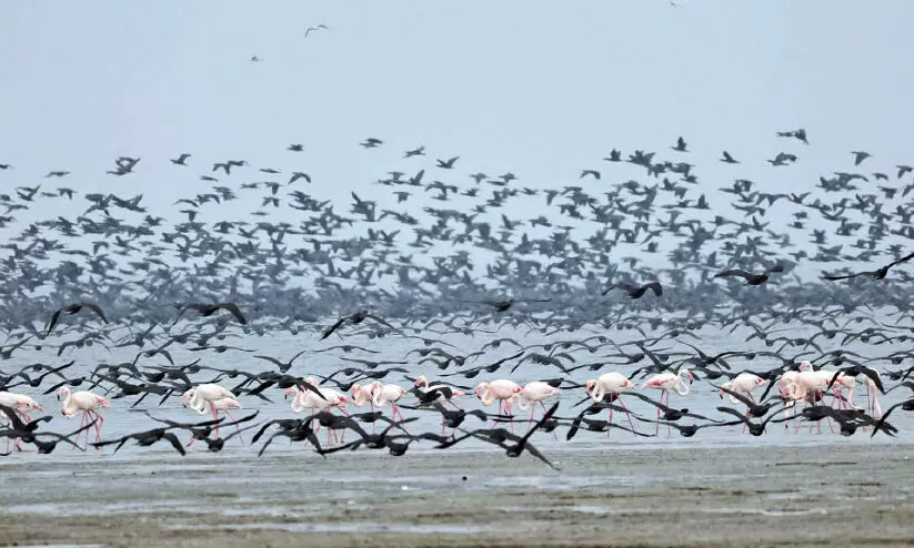 migratory birds 89786