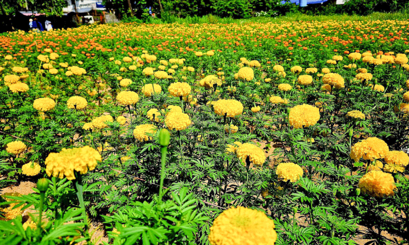 ത​രി​ശ് ഭൂ​മി പൂ​ങ്കാ​വ​ന​മാ​ക്കി പെ​ൺ​കൂ​ട്ടാ​യ്മ