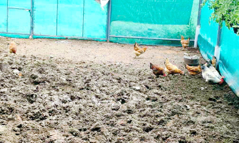 ചാ​ണ​ക​ത്തി​ൽ കോ​ഴി​ക​ളെ വ​ള​ർ​ത്തു​ന്ന രീ​തി വ​ൻ വി​ജ​യം