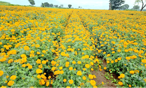 പൂക്കളുടെ പൊൻവസന്തമൊരുക്കി ഗുണ്ടൽപേട്ടയിലെ പാടങ്ങൾ പൂക്കളുടെ പൊൻവസന്തമൊരുക്കി ഗുണ്ടൽപേട്ടയിലെ പാടങ്ങൾ