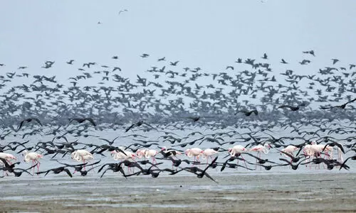 migratory birds 89786