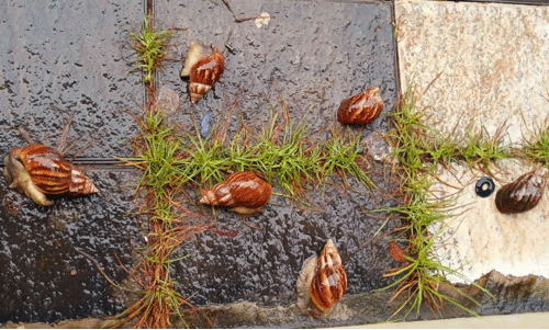 African Snail