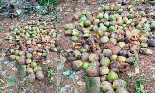 ആ​റ​ളം വ​ന്യ​ജീ​വി സ​ങ്കേ​ത​ത്തി​ൽനി​ന്ന് വാ​ന​ര​പ്പ​ട ജ​ന​വാ​സ മേ​ഖ​ല​യി​ലേ​ക്ക്