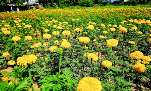 ത​രി​ശ് ഭൂ​മി പൂ​ങ്കാ​വ​ന​മാ​ക്കി പെ​ൺ​കൂ​ട്ടാ​യ്മ