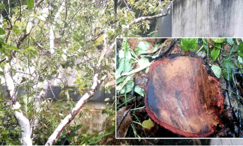 ചന്ദന മരങ്ങള്‍ മുറിച്ചുകടത്തി