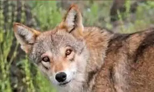 മനുഷ്യരെ തിന്നുന്ന ചെന്നായ്ക്കൾ പെരുകുന്നു; ഭീതിയിൽ ഉത്തരേന്ത്യൻ ഗ്രാമങ്ങൾ