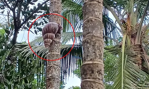 ‘അന്ന് ഈ അപകടകാരി ഈ പ്രദേശത്തൊന്നും ഉണ്ടായിരുന്നില്ല’ -വീട്ടുമുറ്റത്തെ ആഫ്രിക്കൻ ഒച്ചിന്റെ ചിത്രം പങ്കുവെച്ച് അംബികാസുതൻ മാങ്ങാട്