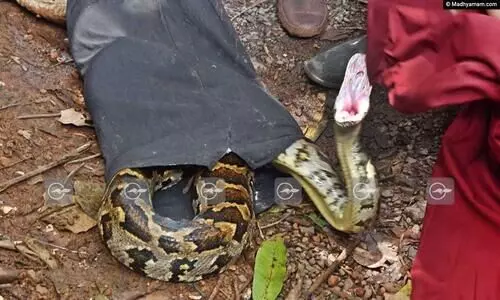 ഇരതേടി മരംകയറിയ പെരുമ്പാമ്പ് മൂന്ന് ദിവസം നാട്ടുകാരുടെ ഉറക്കംകെടുത്തി; ഒടുവിൽ ജീവൻ പണയംവെച്ച് താഴെയിറക്കി