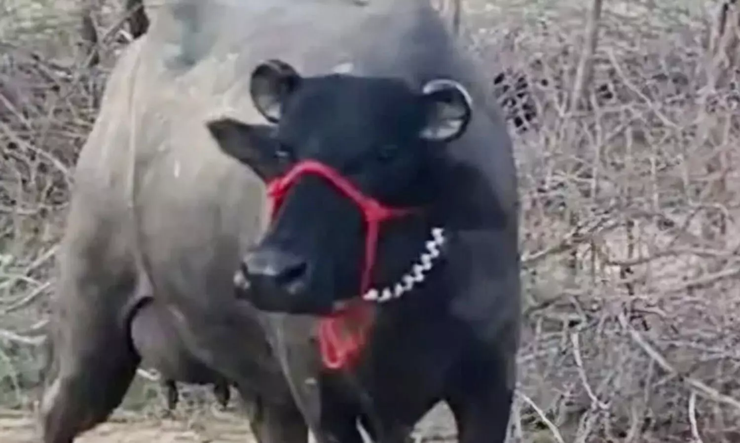 എരുമക്ക് പൊന്നും വില; മൃഗമേളയിൽ വിറ്റുപോയത് ഏഴു ലക്ഷത്തിലധികം രൂപക്ക്