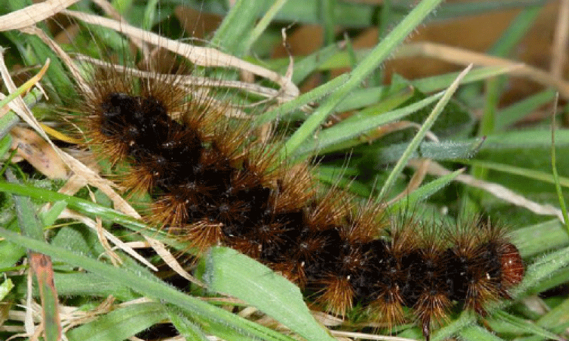വാഴയിലെ ഇലതീനി പുഴുക്കളെ ശ്രദ്ധിക്കണം വാഴയിലെ ഇലതീനി പുഴുക്കളെ ശ്രദ്ധിക്കണം