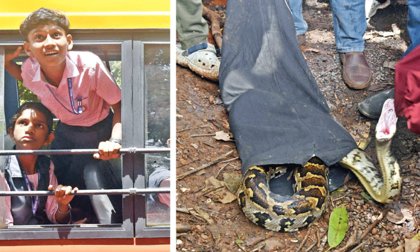 ഇരതേടി മരംകയറി പെരുമ്പാമ്പ് കുടുങ്ങി; ഒടുവിൽ താഴെയിറക്കി