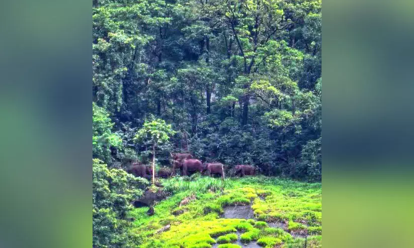 ഓ​ട​ക്കയ​ത്ത് ജ​ന​വാ​സ മേ​ഖ​ല​യി​ൽ കാ​ട്ടാ​ന​യെ​ത്തി​യി​ട്ട് ഒ​രാ​ഴ്ച