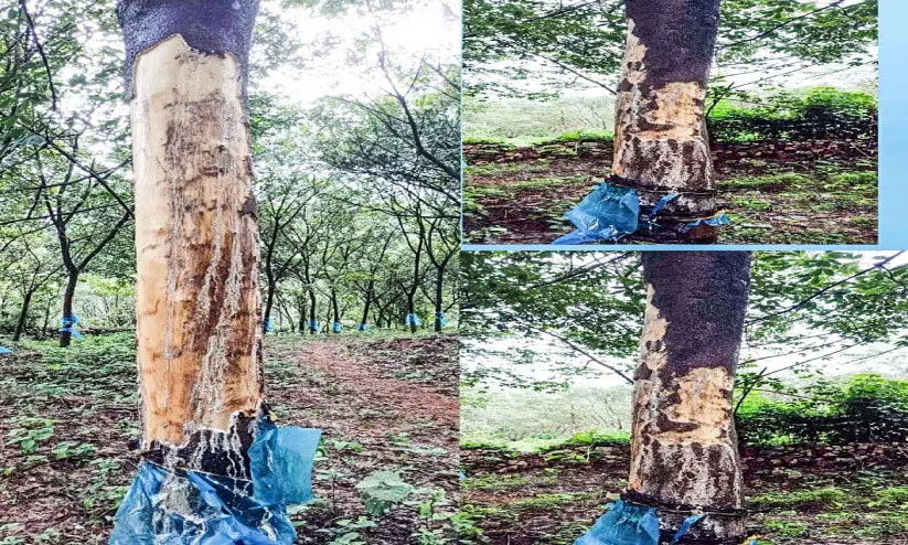 റബര് മരങ്ങള് നശിപ്പിച്ചു; ടി.ആര് ആൻഡ് ടി തോട്ടത്തില് വീണ്ടും കാട്ടാനക്കൂട്ടം റബര് മരങ്ങള് നശിപ്പിച്ചു; ടി.ആര് ആൻഡ് ടി തോട്ടത്തില് വീണ്ടും കാട്ടാനക്കൂട്ടം