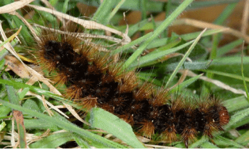 വാഴയിലെ ഇലതീനി പുഴുക്കളെ ശ്രദ്ധിക്കണം വാഴയിലെ ഇലതീനി പുഴുക്കളെ ശ്രദ്ധിക്കണം