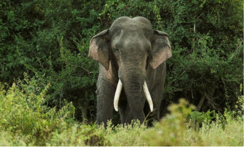 ചേകാടിയില് കാട്ടാനശല്യം രൂക്ഷമാകുന്നു; വാഹനങ്ങൾ അപകടത്തില്പെടുന്നു ചേകാടിയില് കാട്ടാനശല്യം രൂക്ഷമാകുന്നു; വാഹനങ്ങൾ അപകടത്തില്പെടുന്നു