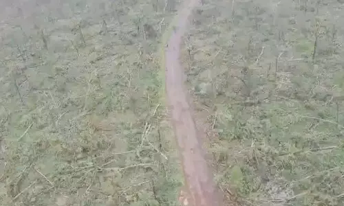 തെലങ്കാനയിൽ ശക്തമായ കാറ്റിൽ കടപുഴകിയത് 50,000 മരങ്ങൾ