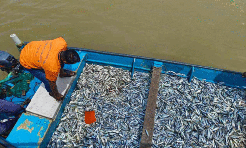 നി​യ​മ​ം ലം​ഘി​ച്ച് മ​ത്സ്യ​ബ​ന്ധ​നം;  ബോട്ടുകൾ പി​ടി​ച്ചെടുത്തു