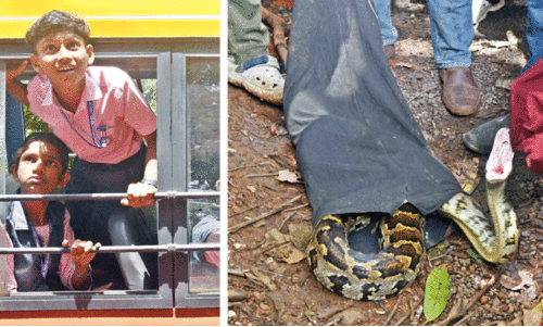 ഇരതേടി മരംകയറി പെരുമ്പാമ്പ് കുടുങ്ങി; ഒടുവിൽ താഴെയിറക്കി
