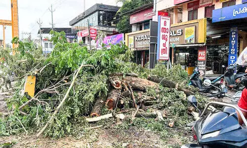 ഉയരപ്പാത നിർമാണം; വെട്ടിയ മരങ്ങൾ ദേശീയപാതക്കരികിൽ