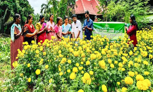 അത്തപ്പൂക്കളത്തിന് പൂവുതേടി അലയണ്ട; കൈ അകലെ ബന്ദിപ്പൂക്കൾ