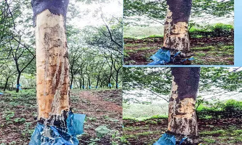 റ​ബ​ര്‍ മ​ര​ങ്ങ​ള്‍ ന​ശി​പ്പി​ച്ചു; ടി.ആര്‍ ആൻഡ്​ ടി തോട്ടത്തില്‍ വീണ്ടും കാട്ടാനക്കൂട്ടം