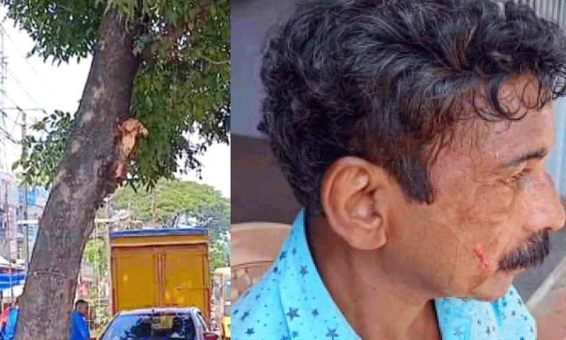 മരശിഖരത്തിൽ വാനിടിച്ച് ക്ലീനർക്ക് പരിക്ക്