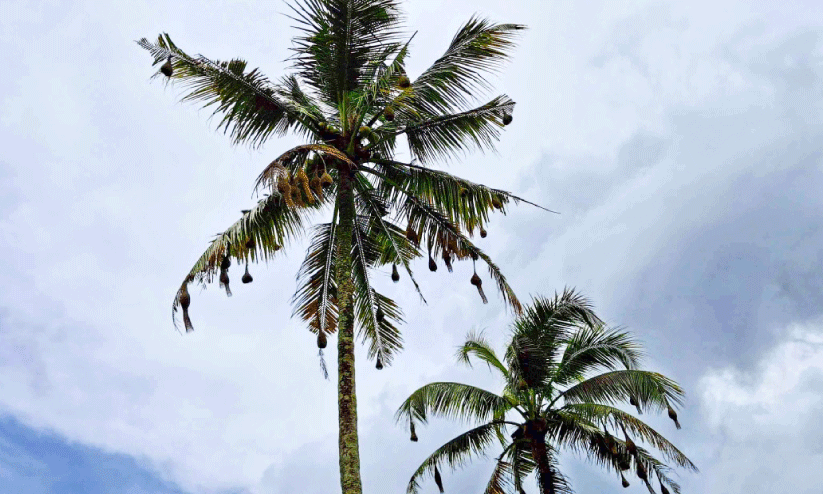 ഓലത്തുമ്പത്തിരുന്നൂയലാടും... ഓലത്തുമ്പത്തിരുന്നൂയലാടും...