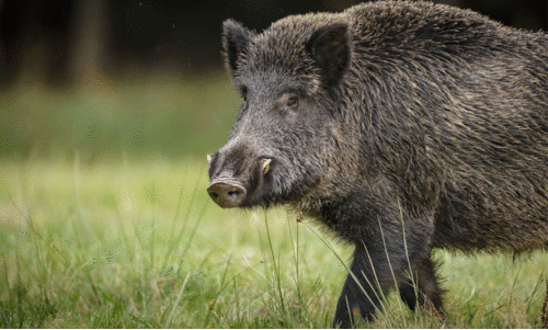 wild boar