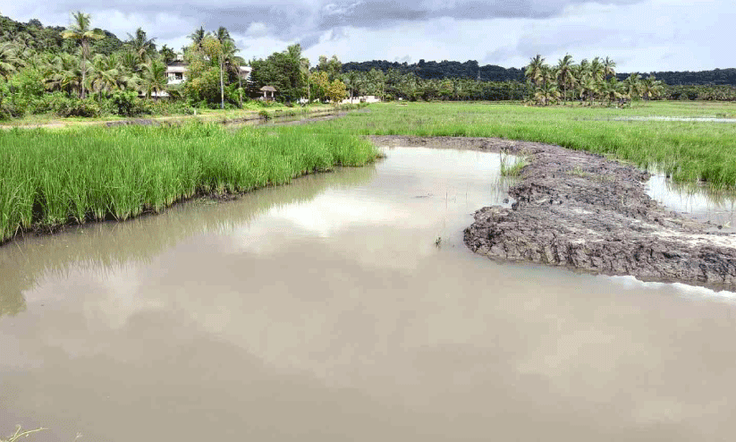 Eazho Kaipad Agriculture Development Project