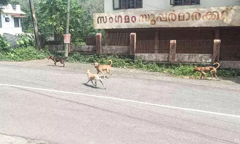 Street Dogs Street Dogs