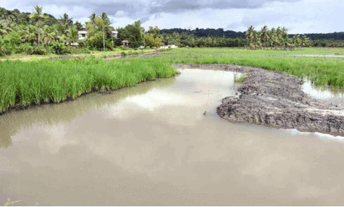 Eazho Kaipad Agriculture Development Project