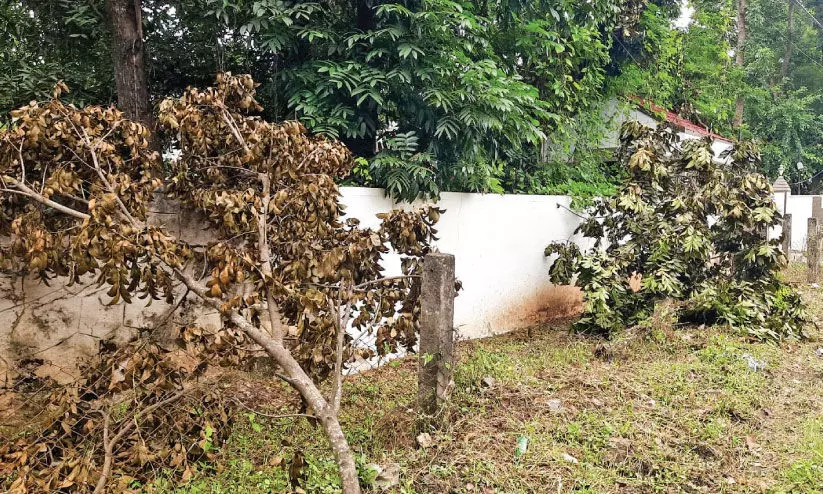 branches of trees on road