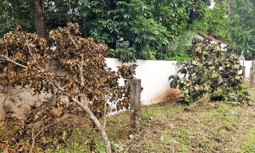 branches of trees on road