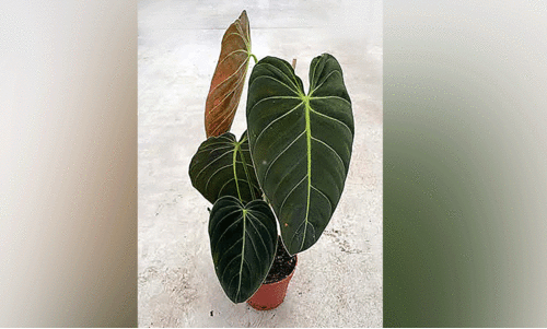 Philadendron melleno Chrysum