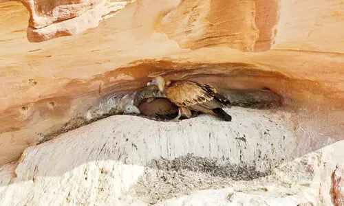 പ്ര​ജ​ന​ന സ്ഥ​ലം