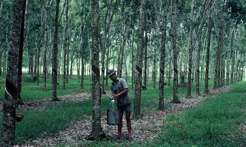 മഴയിൽ ഉൽപാദനം കുറഞ്ഞു; കർഷകർക്ക്​ കണ്ണീരോണം