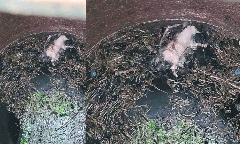 റെ​യി​ൽ​വേ കി​ണ​റ്റി​ൽ നാ​യു​ടെ ജ​ഡം