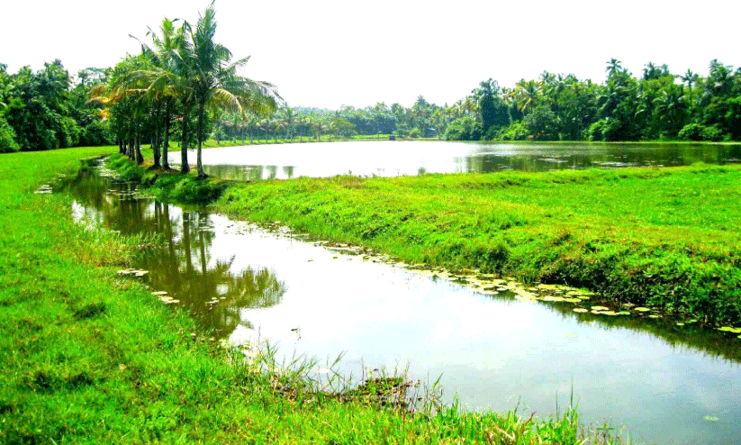 വി​നോ​ദ സ​ഞ്ചാ​രി​ക​ൾ വ​ർ​ധി​ച്ചി​ട്ടും അ​വ​ഗ​ണ​ന; പനച്ചിറ തടാകം സംരക്ഷണം തേടുന്നു