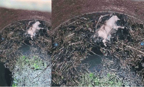 റെ​യി​ൽ​വേ കി​ണ​റ്റി​ൽ നാ​യു​ടെ ജ​ഡം