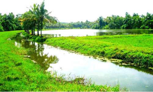 വി​നോ​ദ സ​ഞ്ചാ​രി​ക​ൾ വ​ർ​ധി​ച്ചി​ട്ടും അ​വ​ഗ​ണ​ന; പനച്ചിറ തടാകം സംരക്ഷണം തേടുന്നു