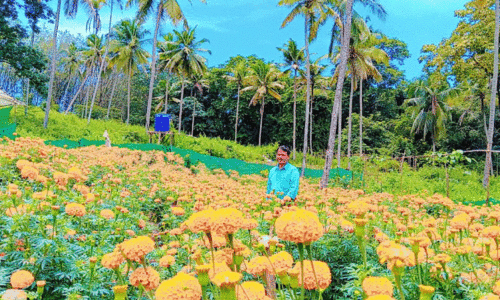 വിപണിയില്ല; പൂക്കര്‍ഷകര്‍ ആശങ്കയില്‍