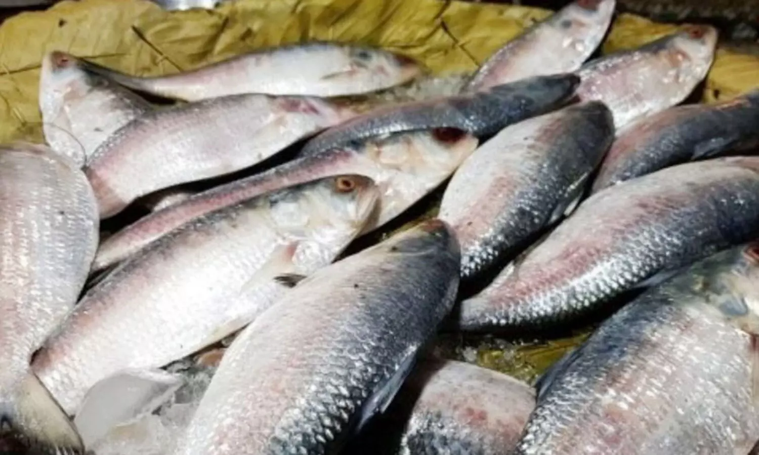 ബംഗ്ലാദേശ് കയറ്റുമതി നിരോധിച്ചു: ഇന്ത്യയിൽ ഹിൽസ മത്സ്യത്തിന്റെ വില കുതിച്ചുയരുന്നു