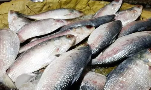 ബംഗ്ലാദേശ് കയറ്റുമതി നിരോധിച്ചു: ഇന്ത്യയിൽ ഹിൽസ മത്സ്യത്തിന്റെ വില കുതിച്ചുയരുന്നു