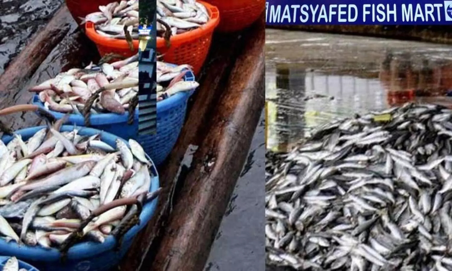 മൽസ്യഫെഡിലെ ക്രമക്കേട്: നഷ്ടമായത് 97.82 ലക്ഷം രൂപയെന്ന് റിപ്പോർട്ട്