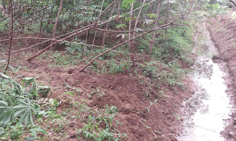 മലയോരങ്ങളിൽ കാട്ടുപന്നി ശല്യം; കർഷകർ വലയുന്നു മലയോരങ്ങളിൽ കാട്ടുപന്നി ശല്യം; കർഷകർ വലയുന്നു