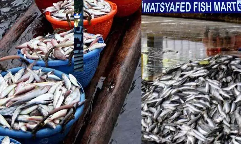 മൽസ്യഫെഡിലെ ക്രമക്കേട്: നഷ്ടമായത് 97.82 ലക്ഷം രൂപയെന്ന് റിപ്പോർട്ട് മൽസ്യഫെഡിലെ ക്രമക്കേട്: നഷ്ടമായത് 97.82 ലക്ഷം രൂപയെന്ന് റിപ്പോർട്ട്