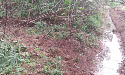 മലയോരങ്ങളിൽ കാട്ടുപന്നി ശല്യം; കർഷകർ വലയുന്നു